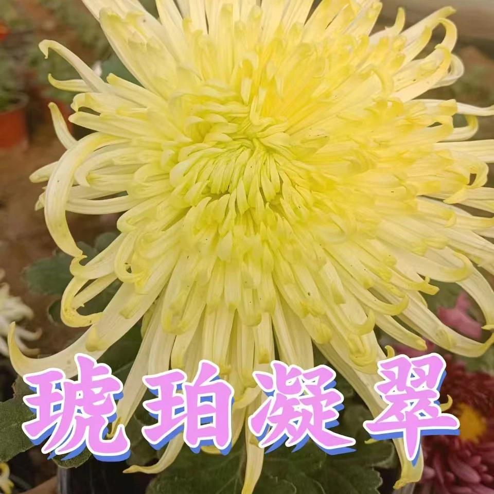 ［琥珀凝翠'］九月菊盆栽大花室内外阳台可种植