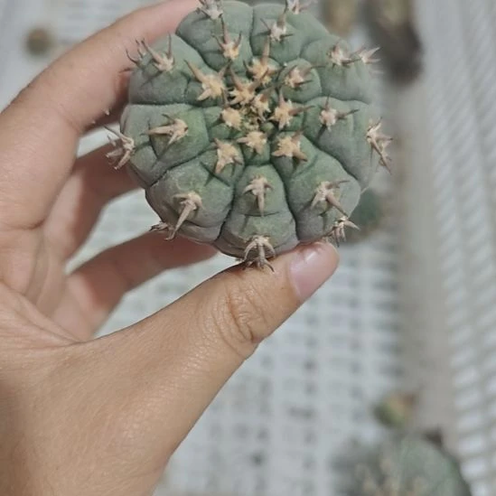 一物一拍，实生猫爪仙人球！