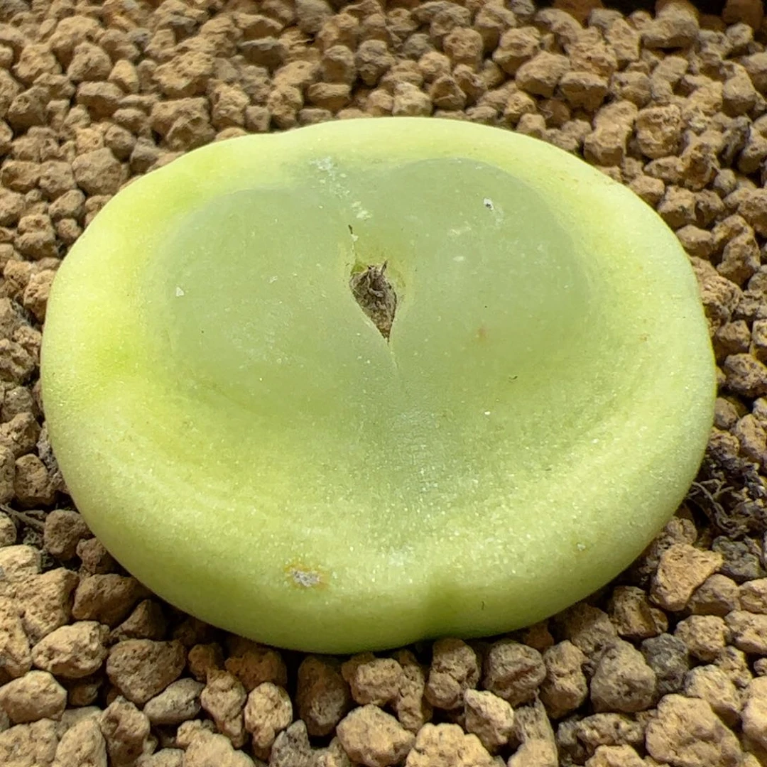 【闪购商品】319 大拉登