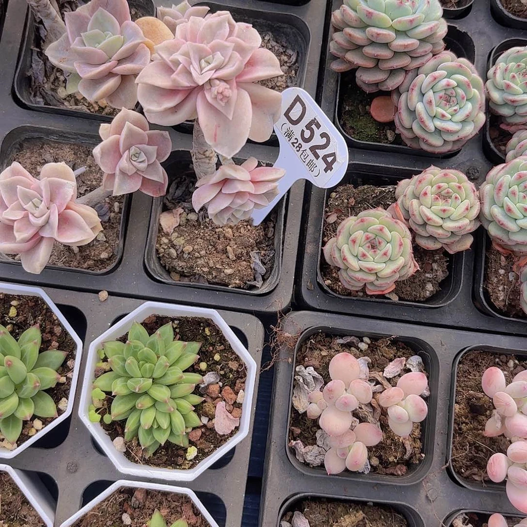 D524可爱玫瑰一物一拍