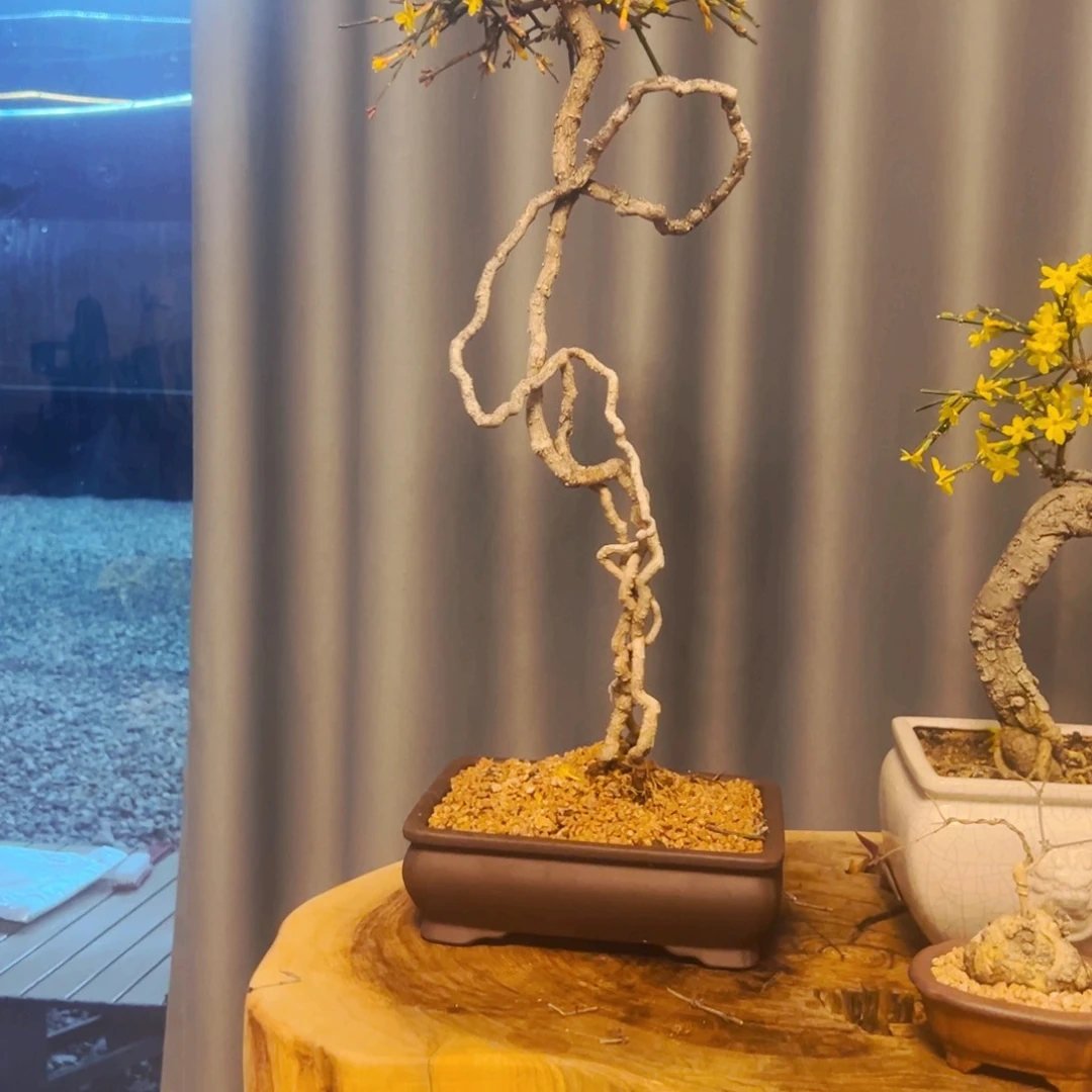 迎春盆景素材老庄迎春