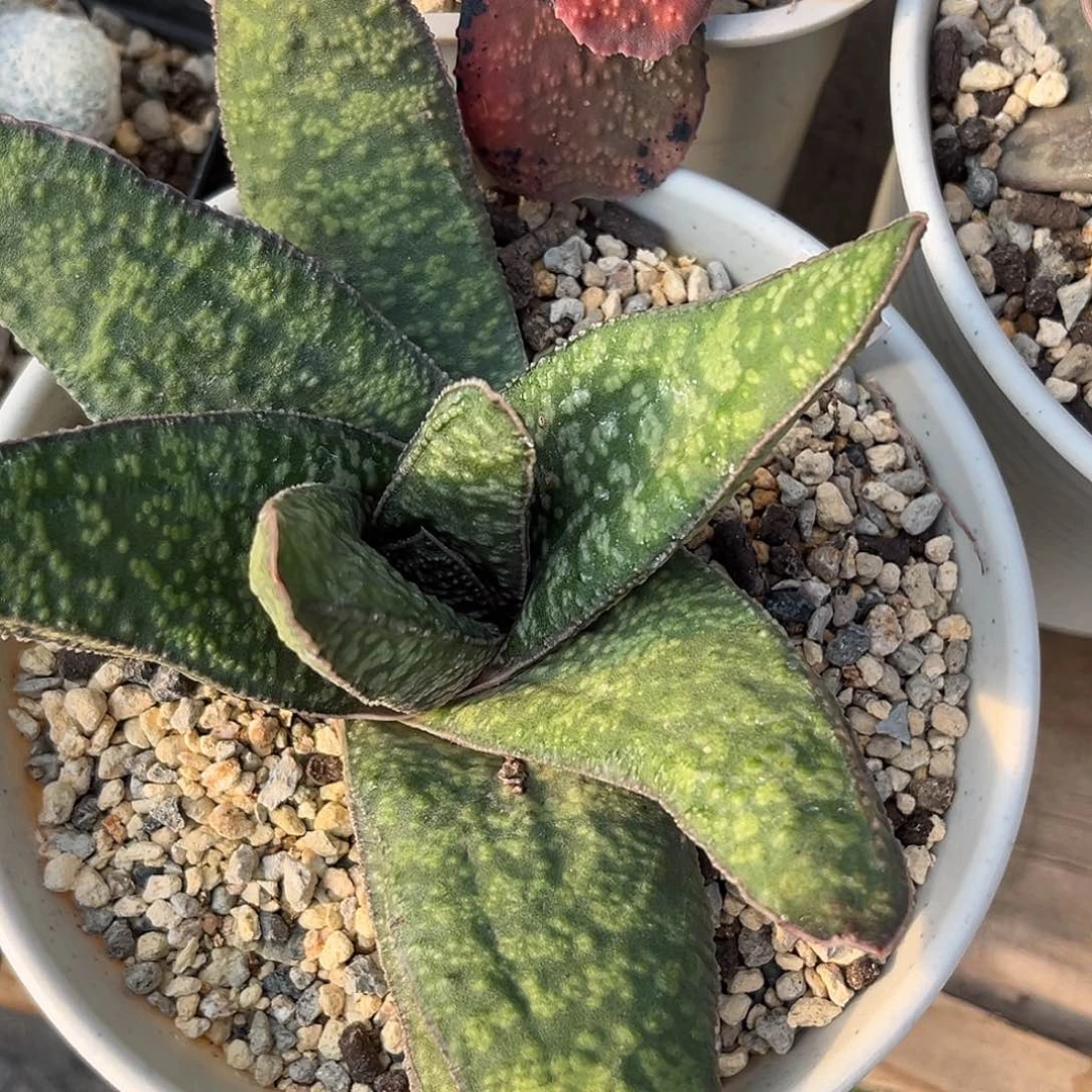 660脱土发货11111111