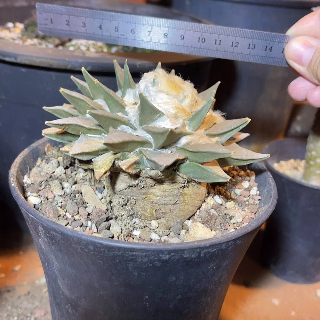 实生大牡丹一物一拍