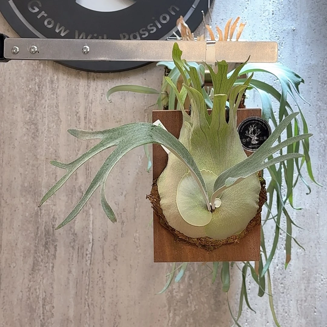不开花植物雷达鹿角蕨