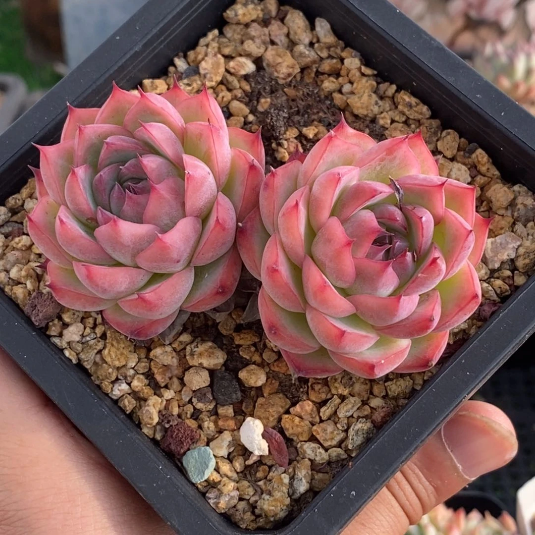 粉水晶双头一物一拍