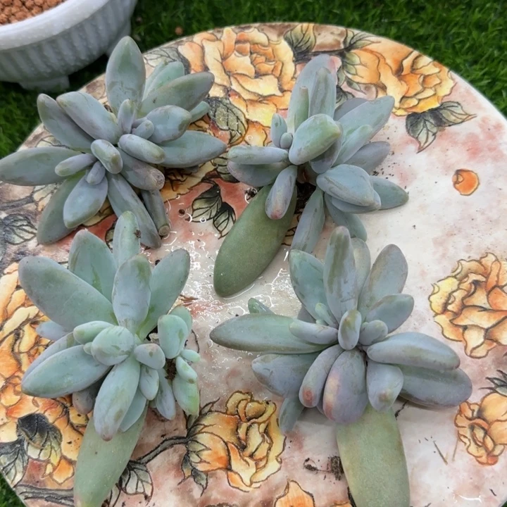 企鹅小双头多肉植物的