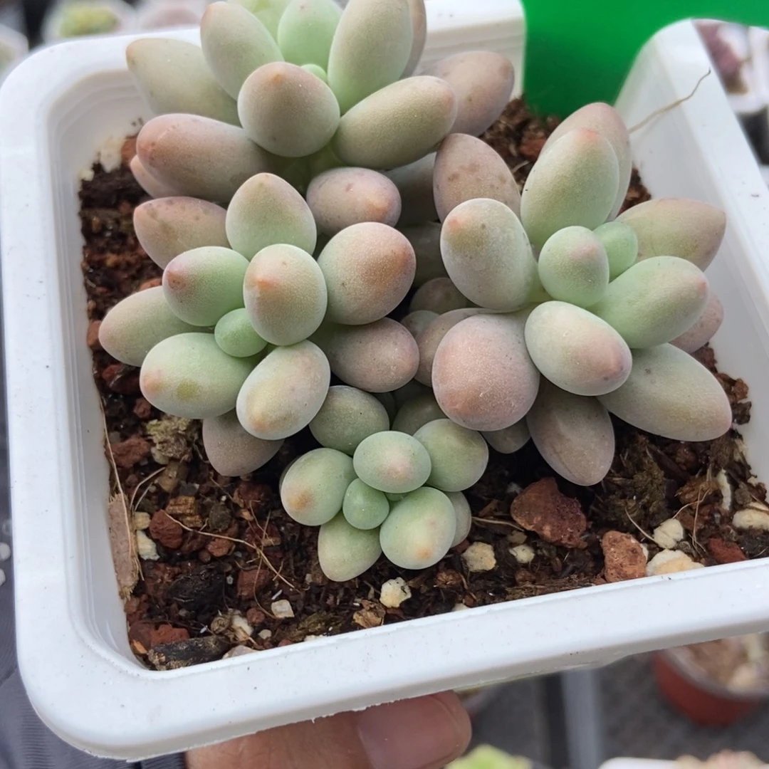 985粉色恋人多肉植物