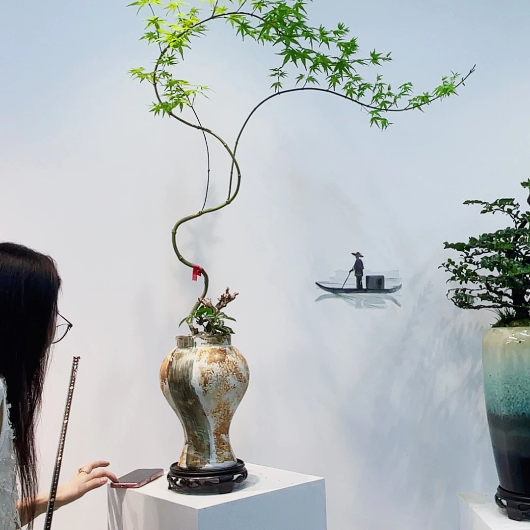 高端绿植一物一拍