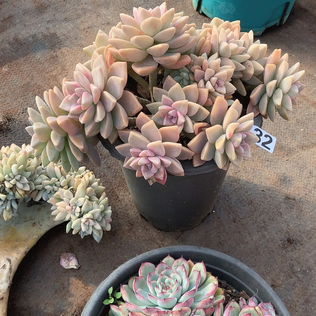 132淡雪缀 一物一拍多肉