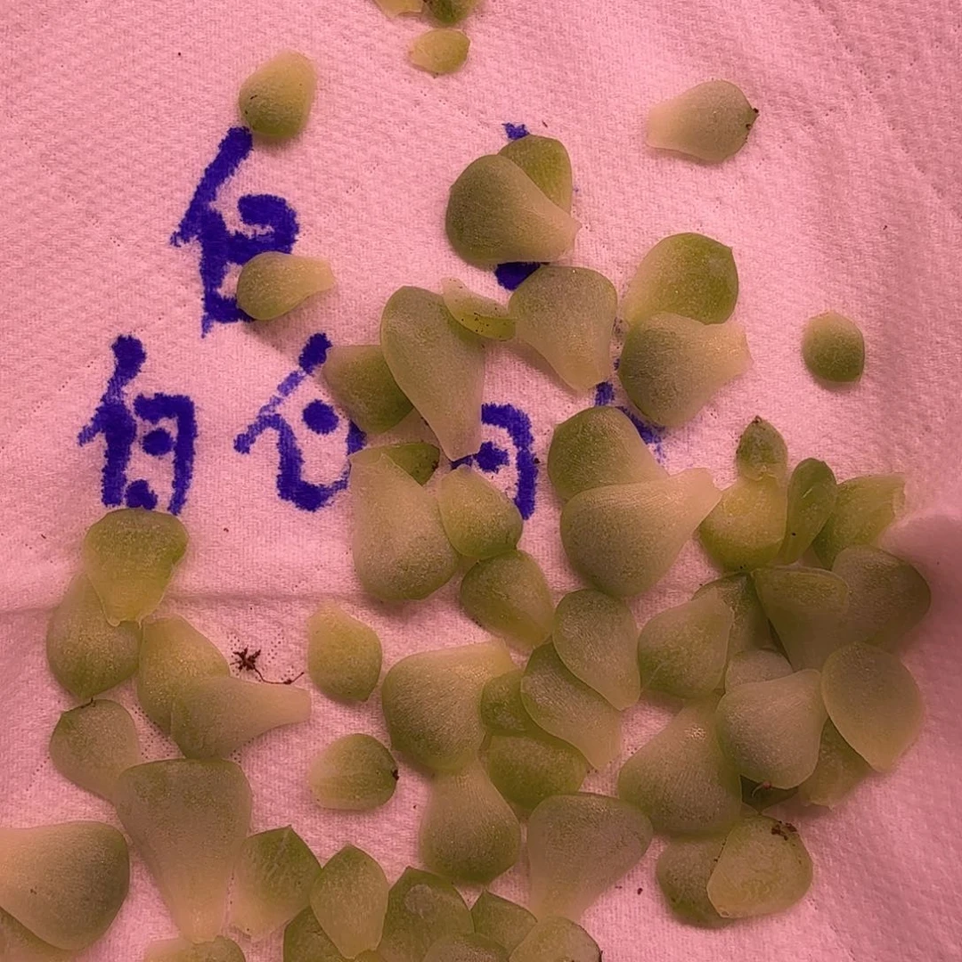 皛皛麦秆叶片6片一组