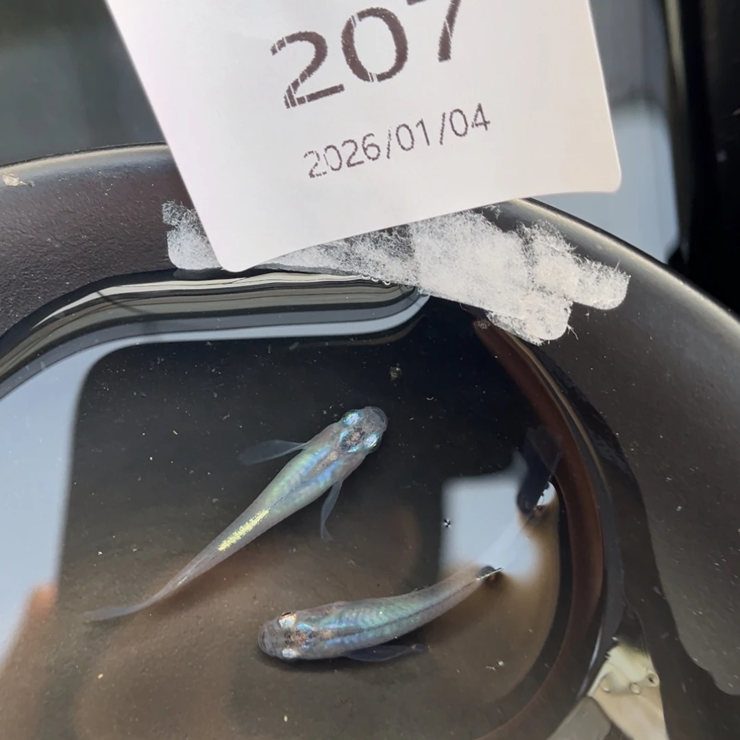 青鳉鱼207松井水滴一对
