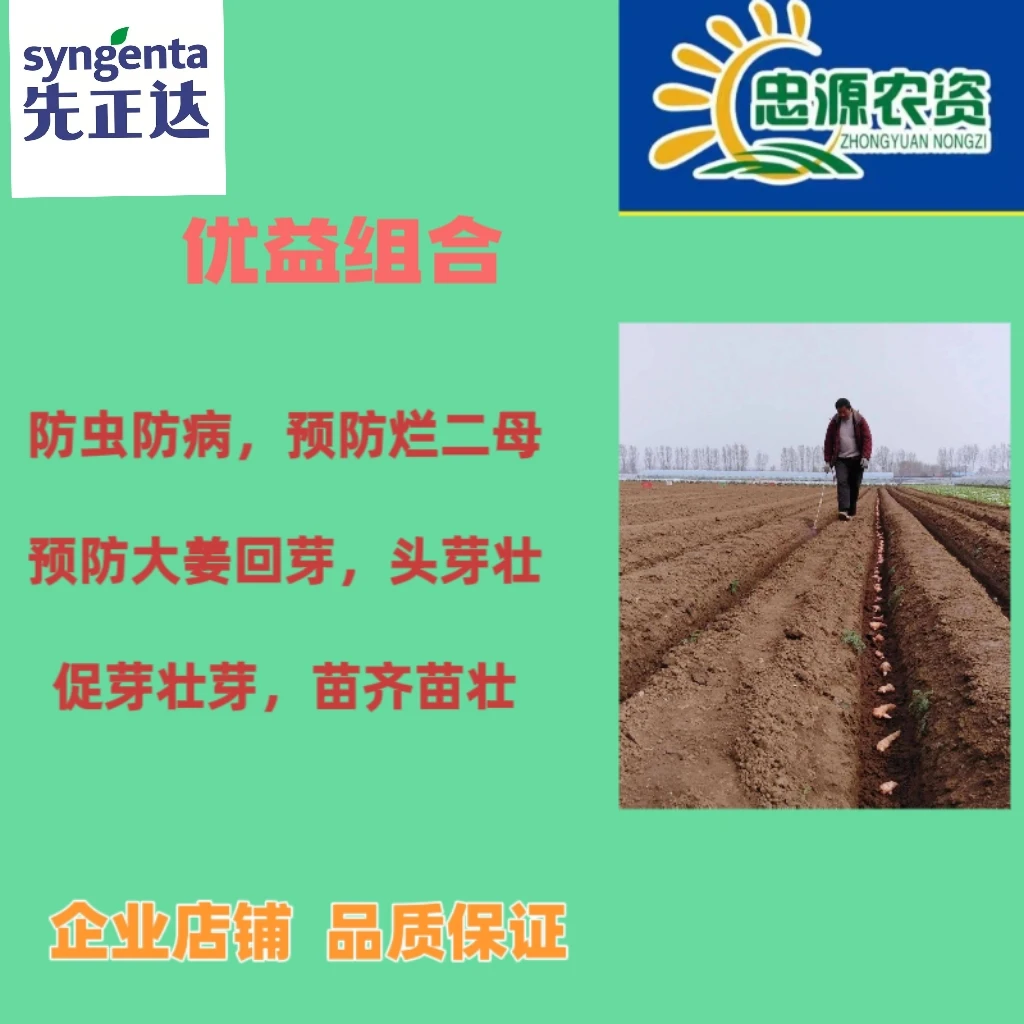 优益组合用于大姜喷沟防虫防病苗齐苗壮