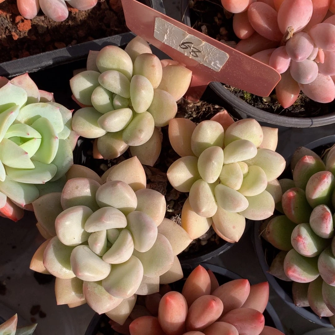 泡泡糖6262727377373