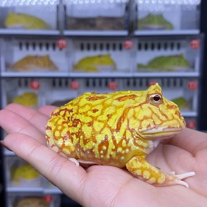 特价秒杀一切顺利