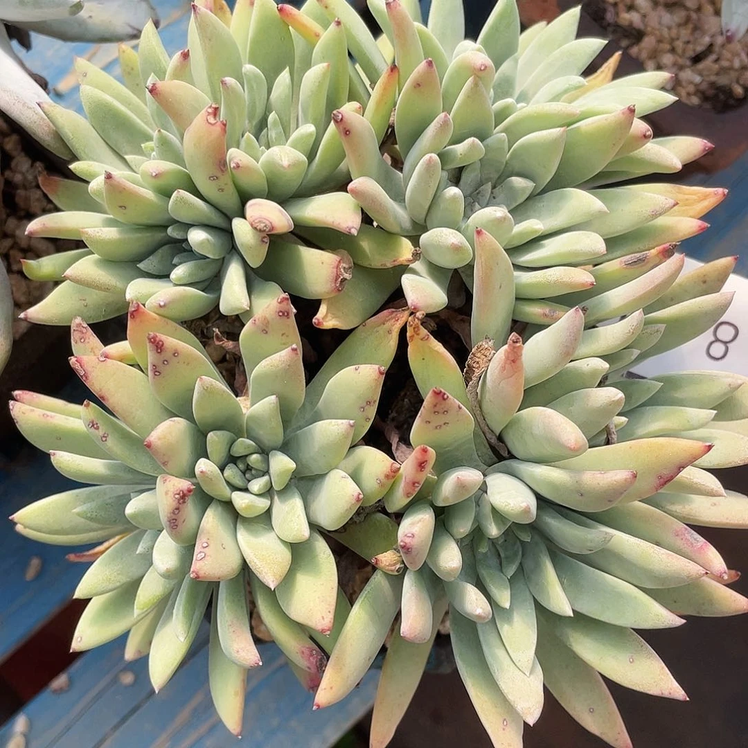 法瑞老桩多头群生0801