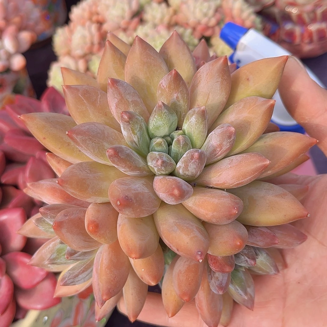 重楼老桩多肉植物