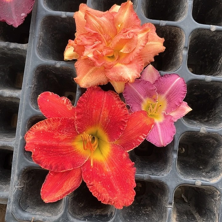 当前无花栽培后可以开花