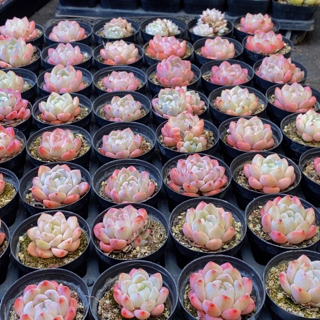 015多肉植物保护研究所所长助理