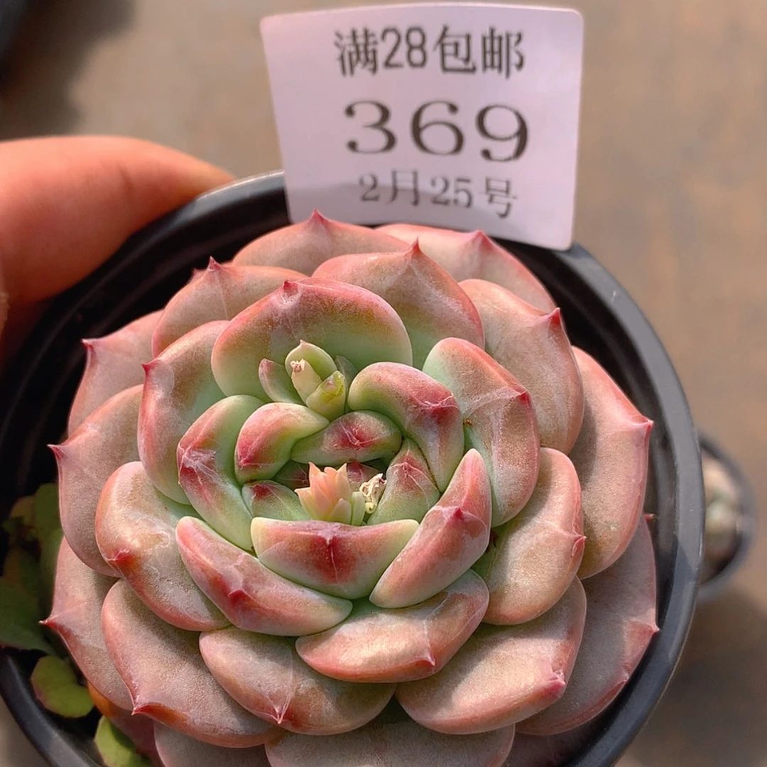 【闪购商品】云369