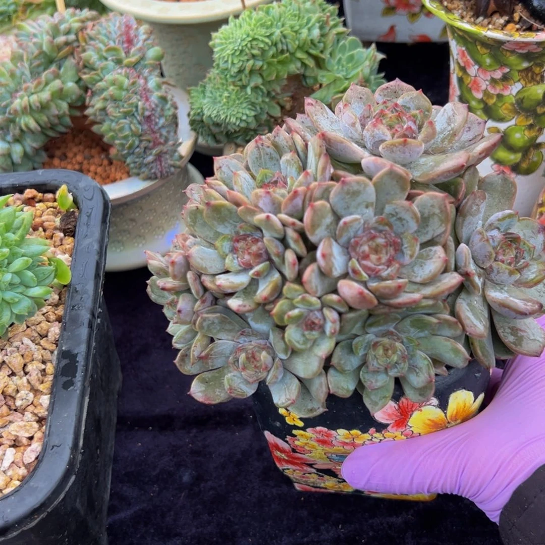 红恋群 新年快乐 新年快乐