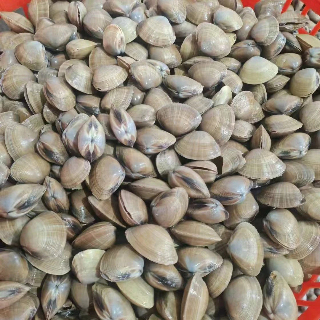 【顺丰】东港大黄蚬子五斤鲜活发货