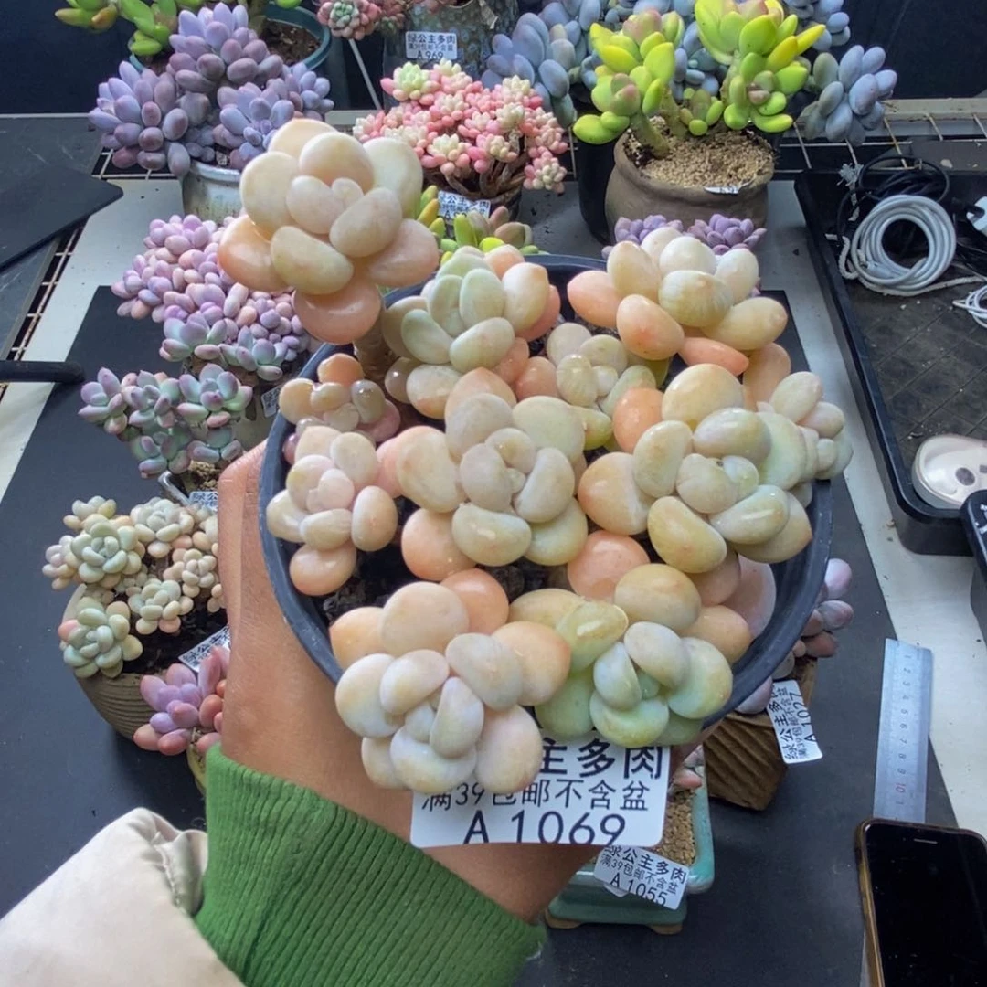 069白奶糖多肉8c m