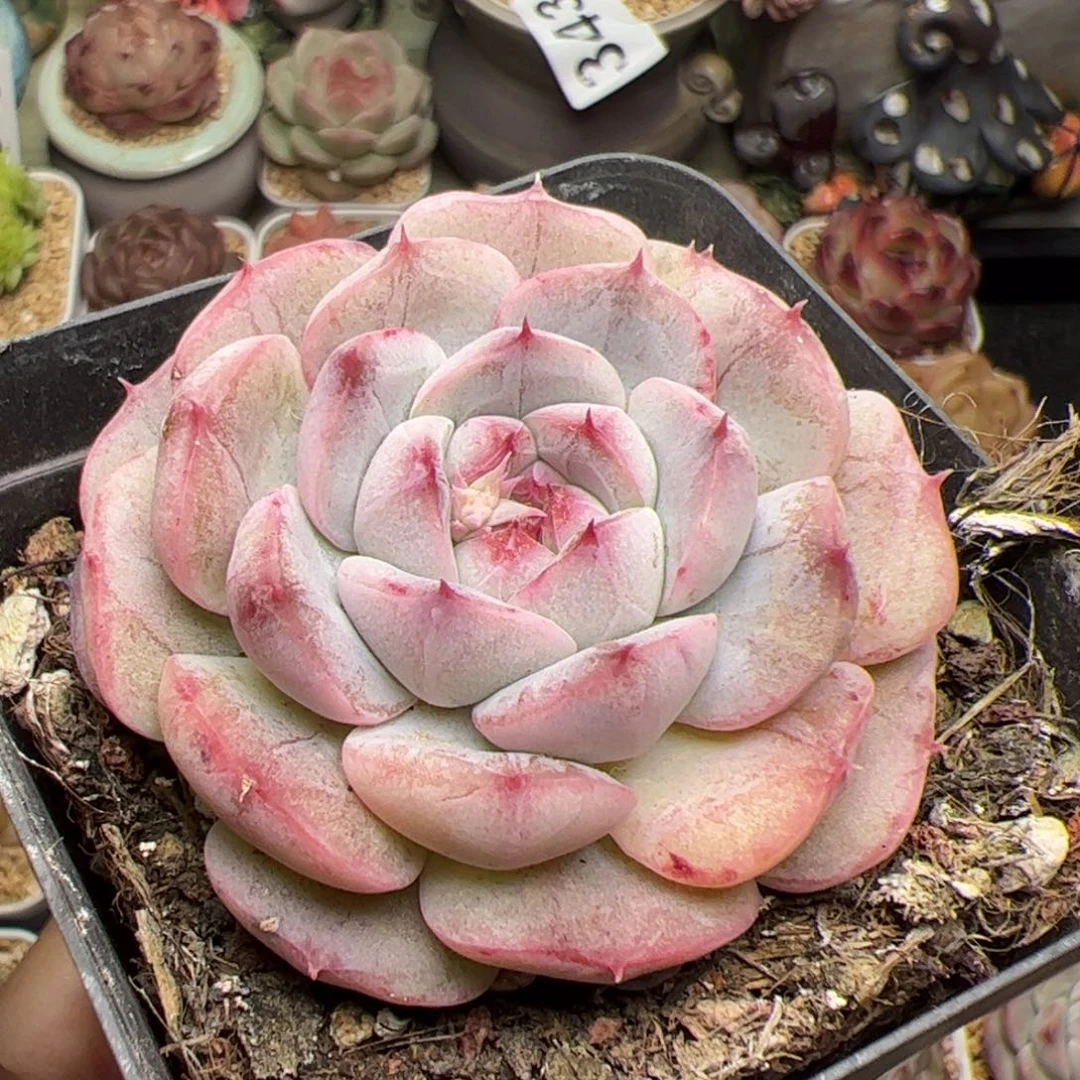 佳*玲597 多肉植物组合盆栽