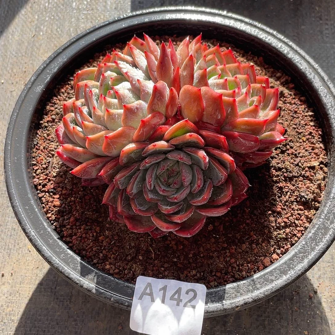 142多肉植物多肉植物