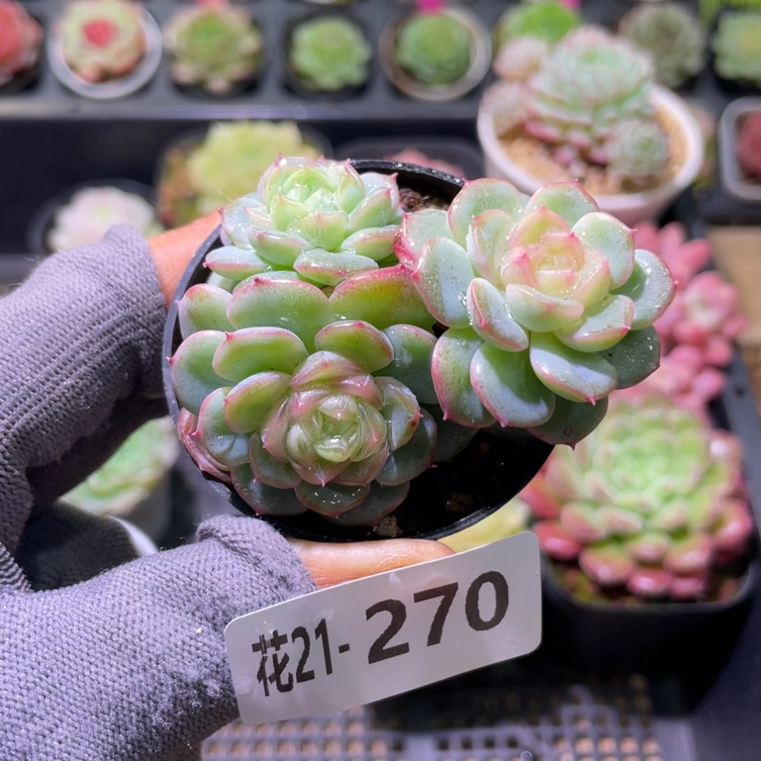 花利美21-270珍妮