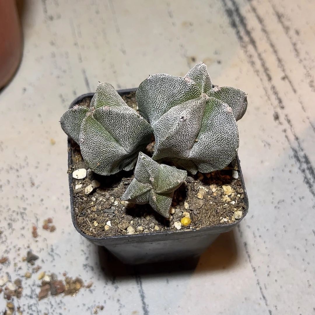 实生三头鸾凤玉一物一拍