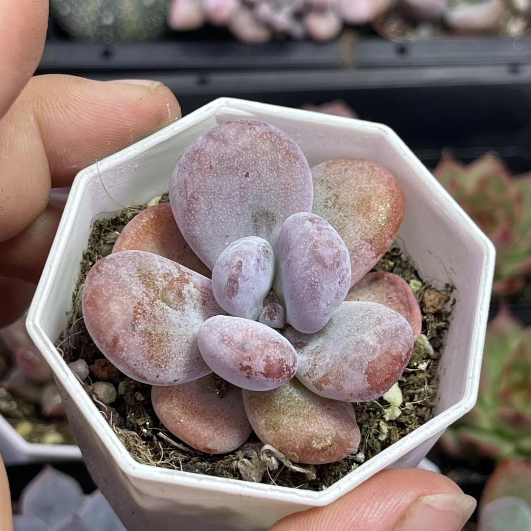 （满9.9元包邮）带盆粉兔5厘米左右多肉植物