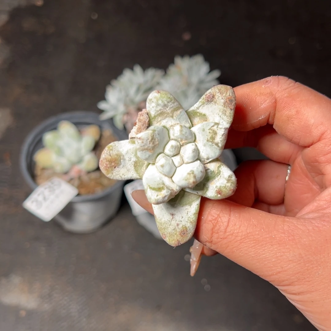 3237哈哈哈哈哈哈哈哈哈