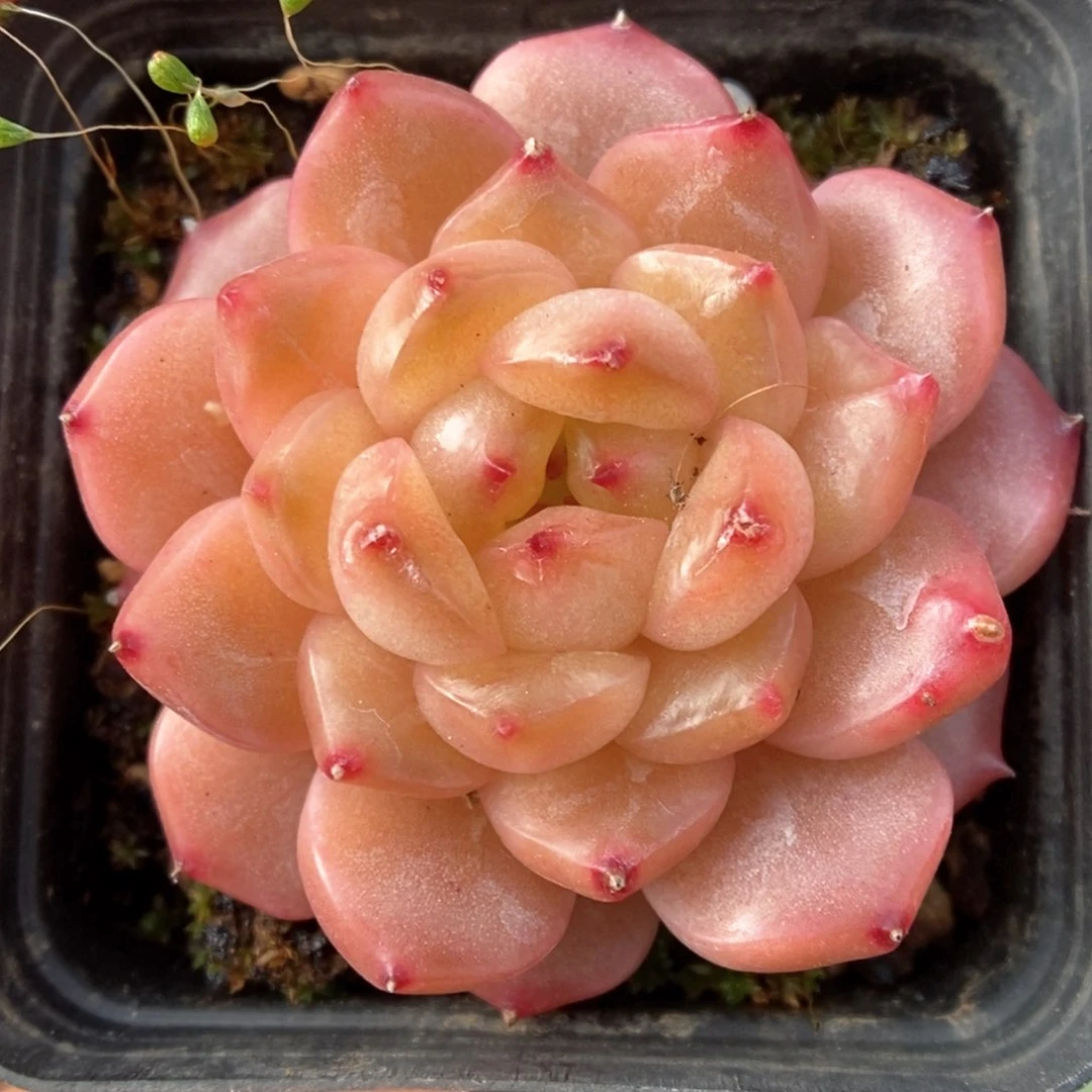 油透珍妮可拍521号。