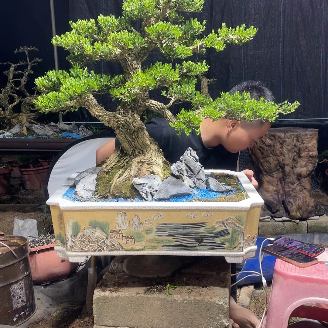 当前无花栽培后可以开花