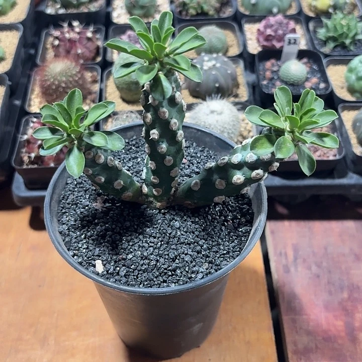 心***梦无刺霸王鞭仙人球1234