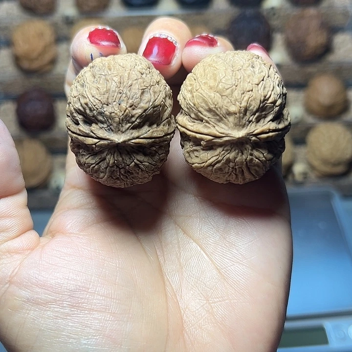 文玩核桃把件36号噬血铁虱39尺