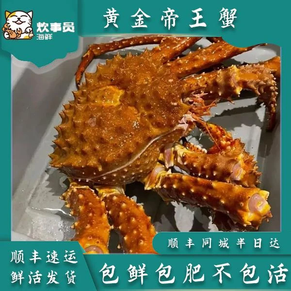活发俄罗斯帝王蟹棕蟹2.5-3斤 活发包鲜新风港发货鲜活海蟹