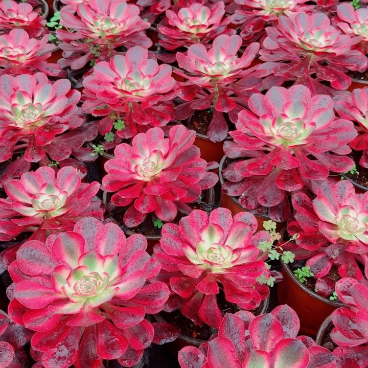 巫毒超白锦啊啊啊啊