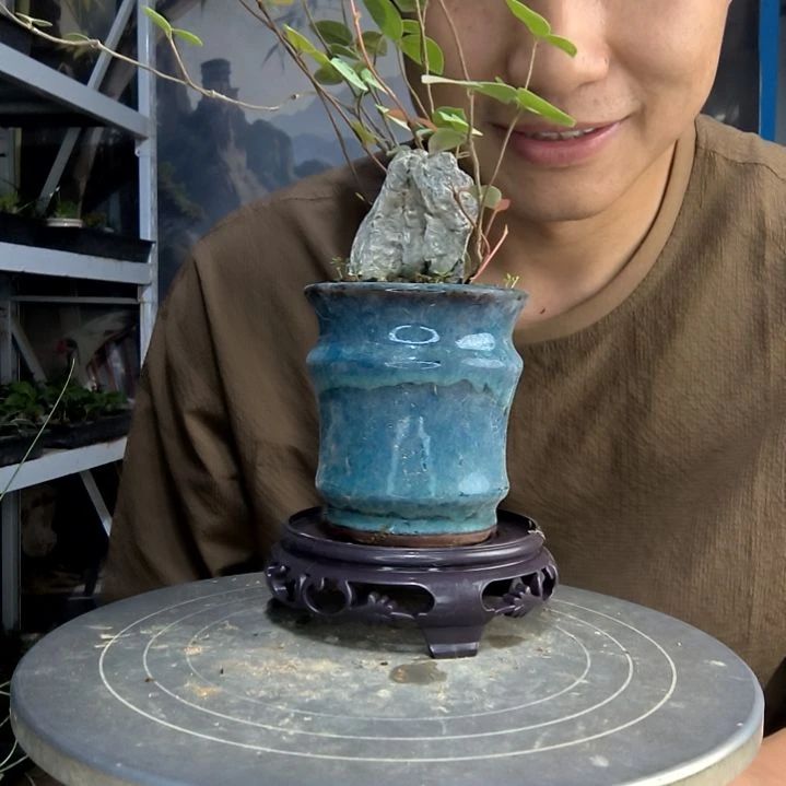 蝴****侍中青园艺一物一拍133