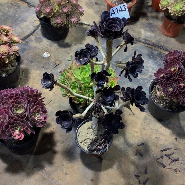 月****无花朵魔法1430000000000