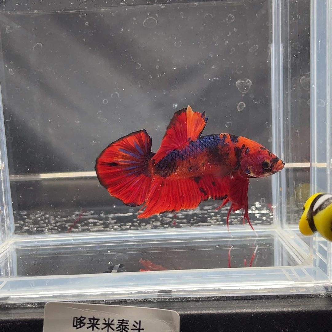 斗鱼124 巨斗将军公 025