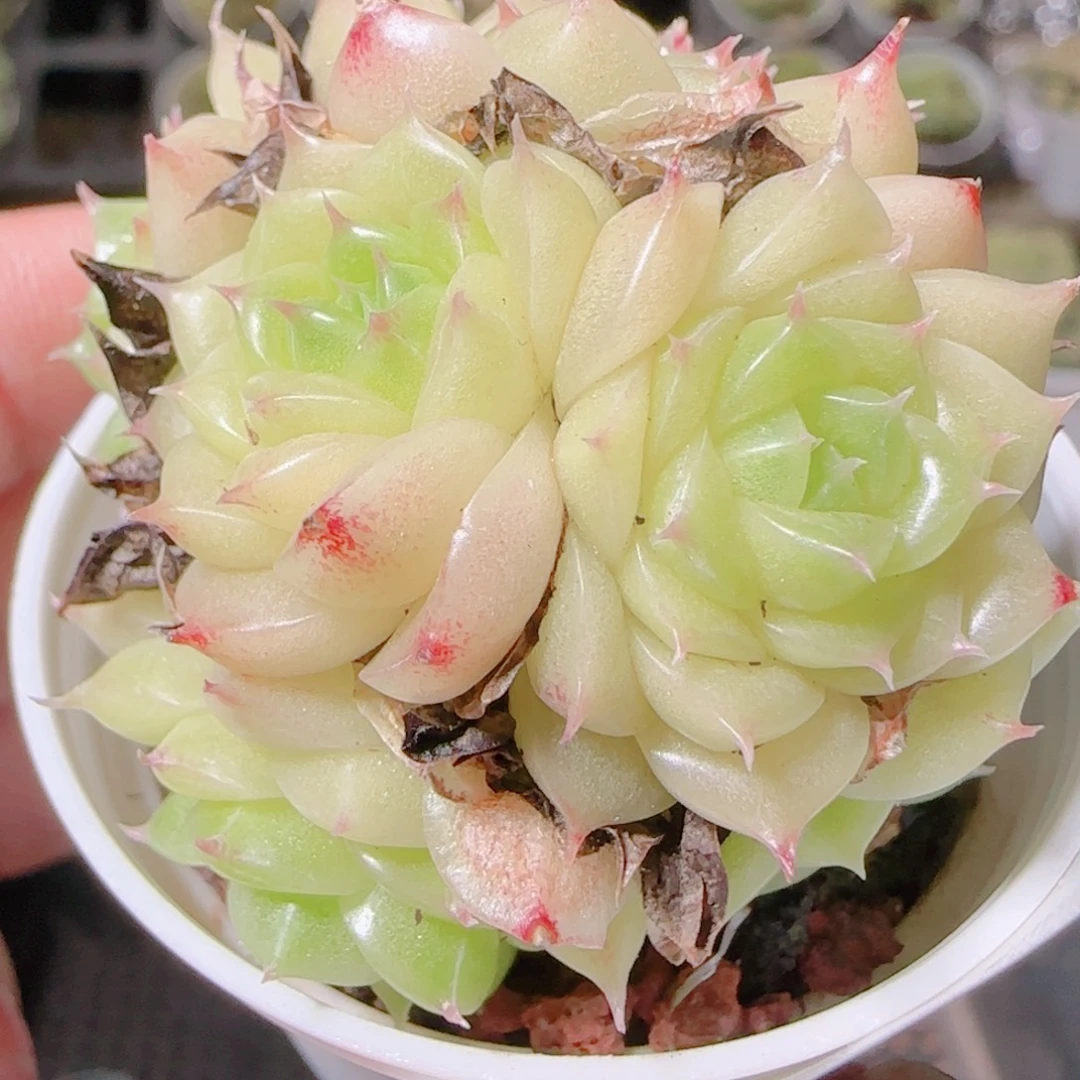 花语逸镜1104-483散