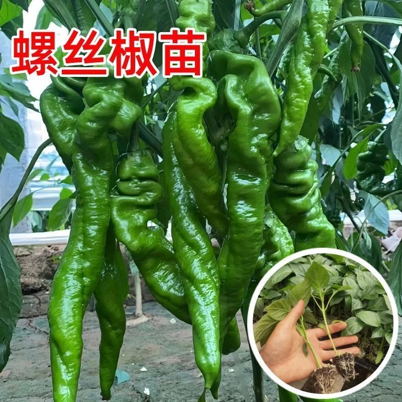 高产螺丝椒秧苗螺丝椒新鲜特辣苗秧苗带土球发货四季种苗薄皮肉厚
