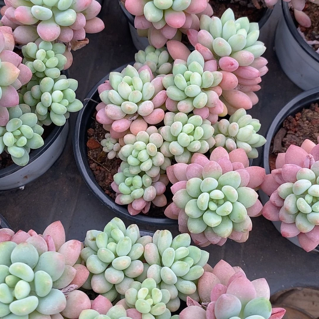 团。泡泡酱。福利多多