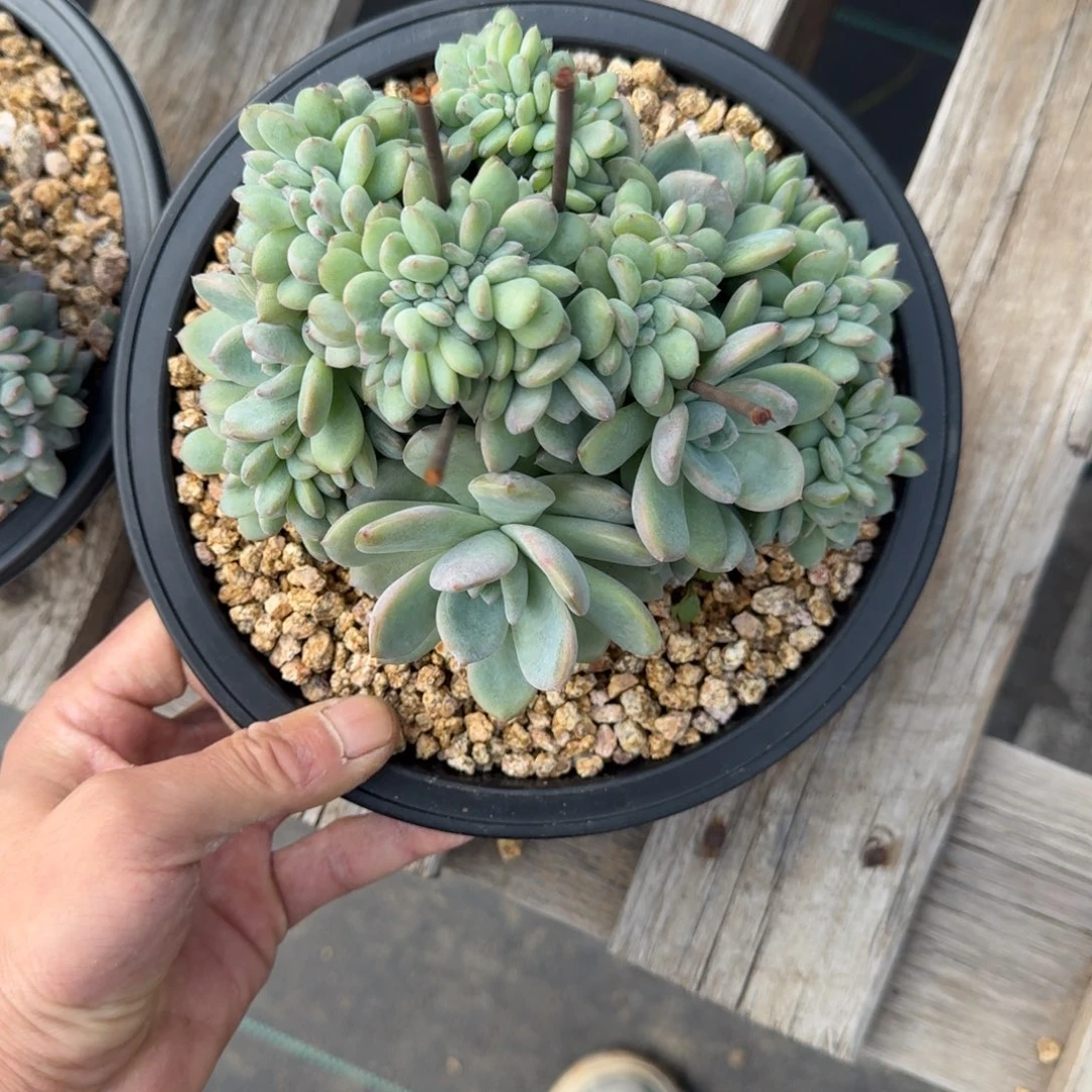 星影树缀无砍多肉