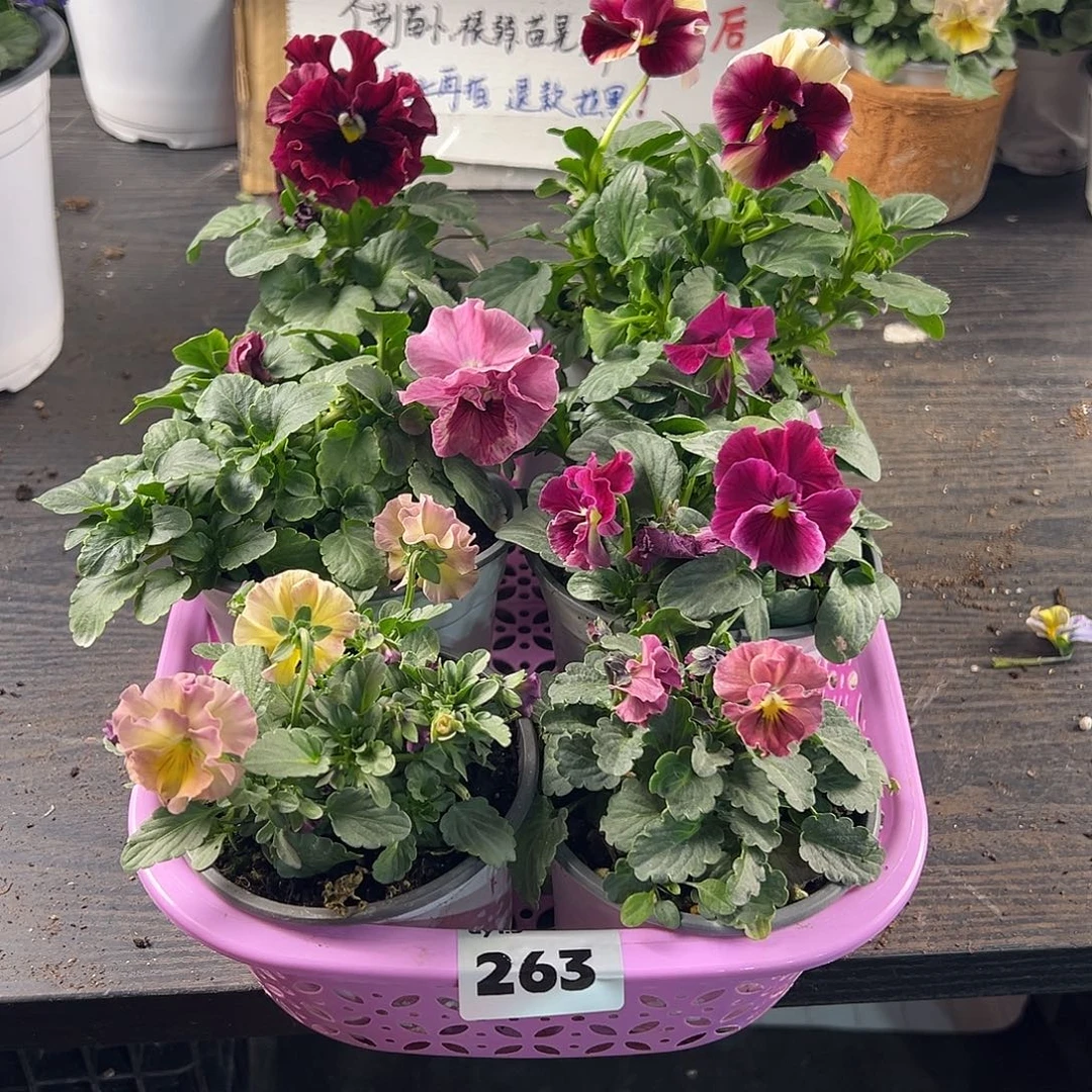 大部分花苞少量开放263号