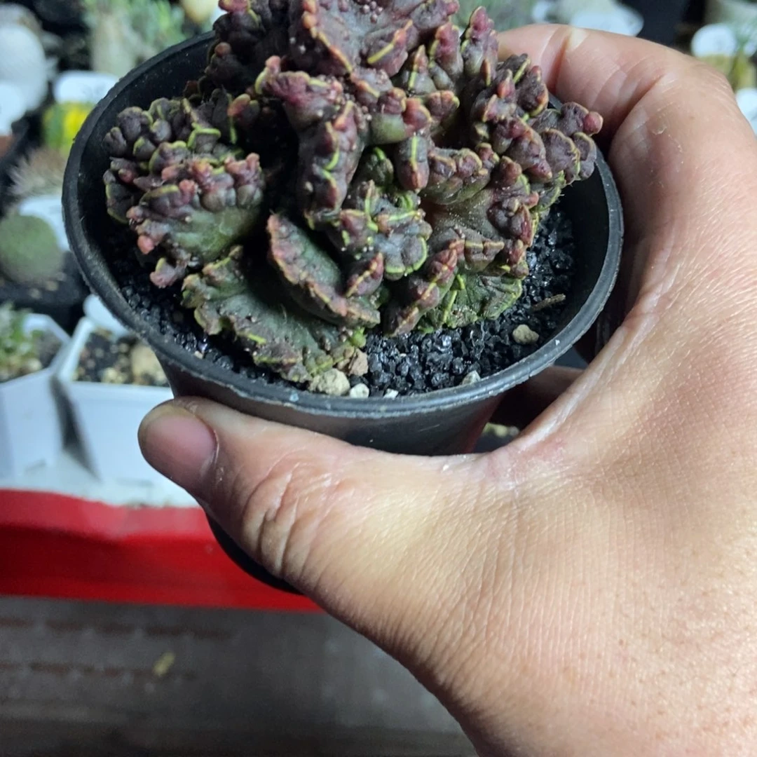 高砂石化一物一拍