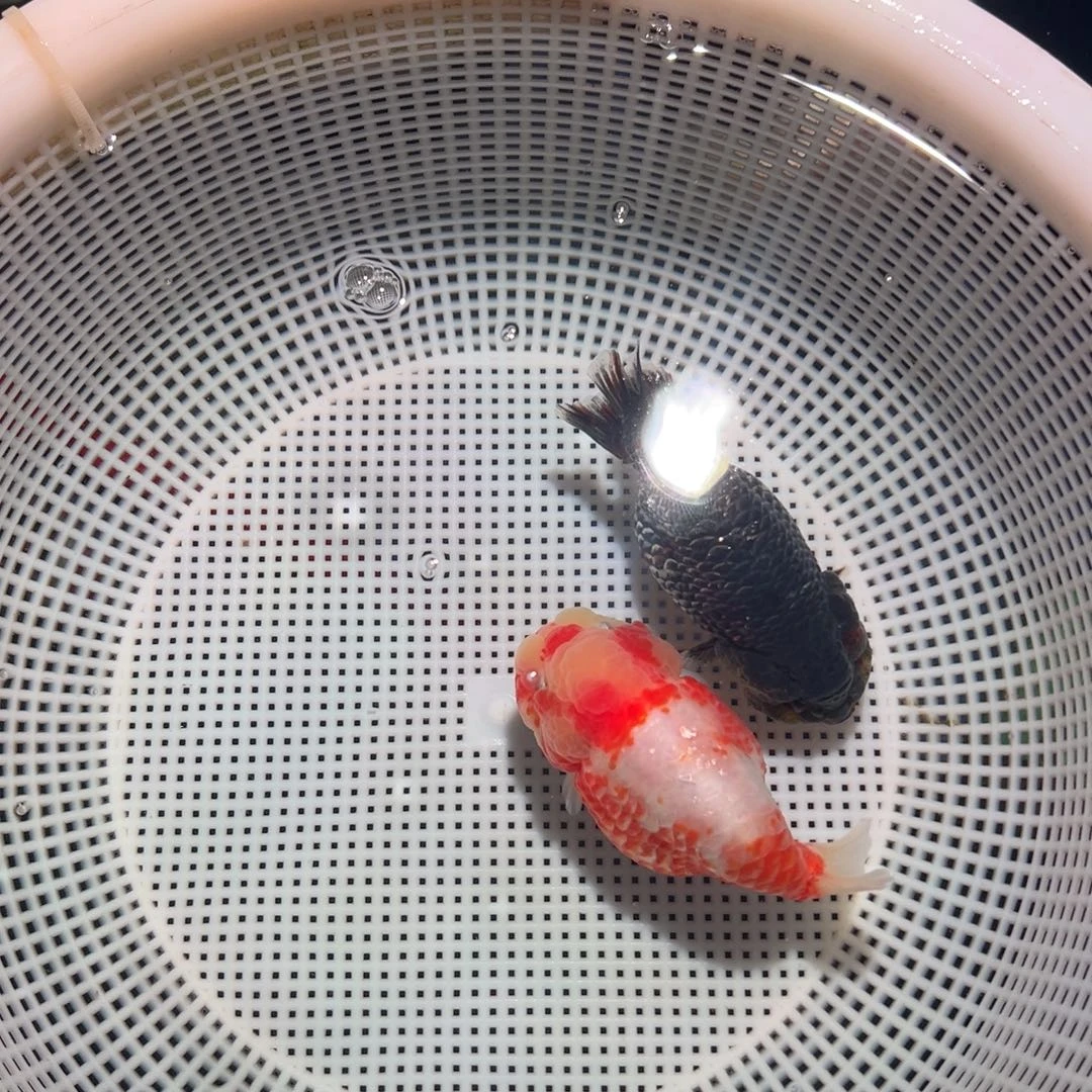 熊***界海水鱼潘氏金鱼兰寿金鱼