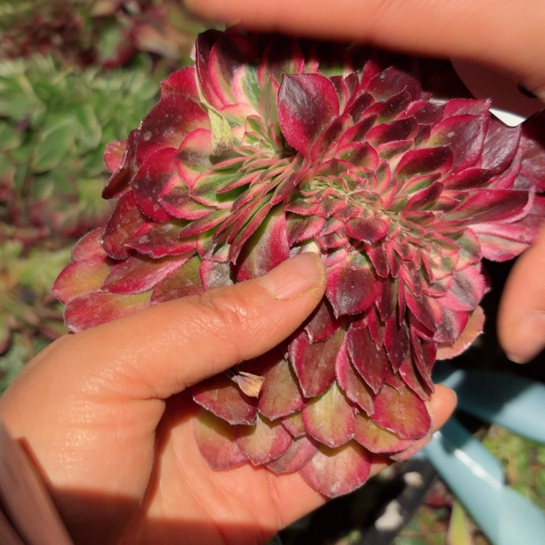 嗯8488 号多肉法师特价没有根