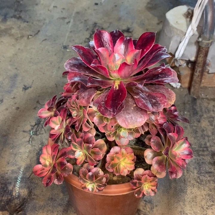 美杜莎有断枝多肉植物26